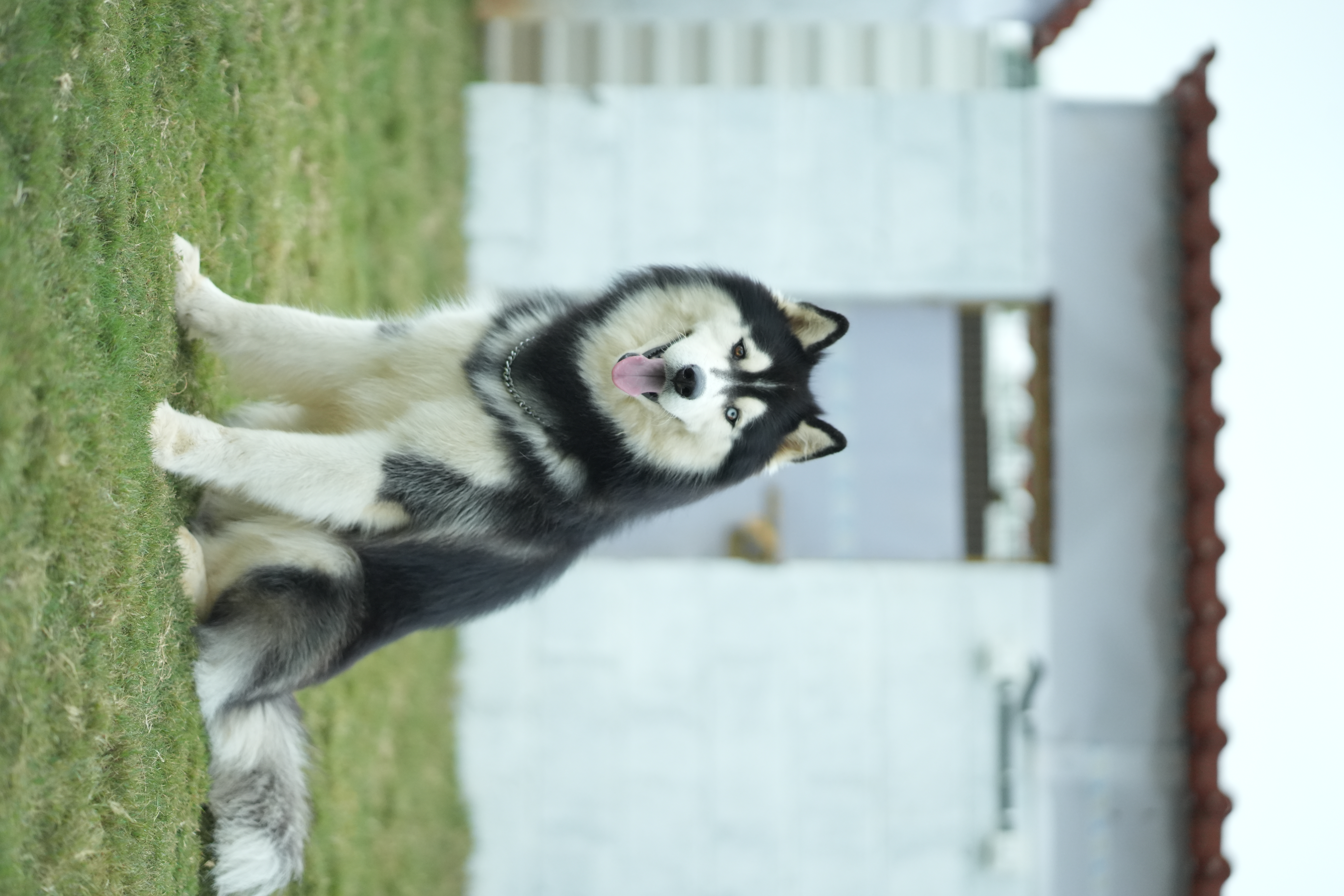 Jax — one of our regulars